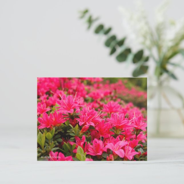 Kurume Azalea Vykort (Stående Fram)