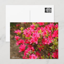 Kurume Azalea Vykort