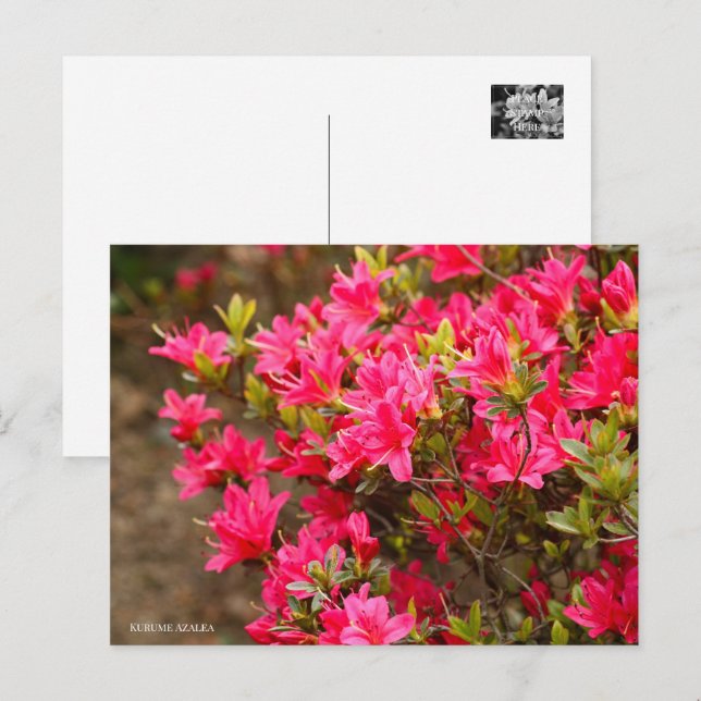 Kurume Azalea Vykort (Fram/baksida)