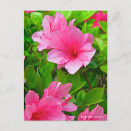 Kurume Azalea Vykort