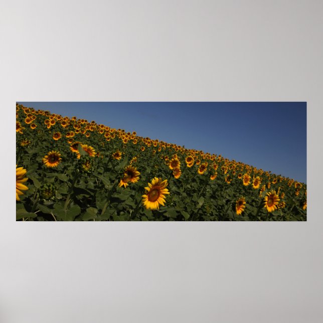 Kurva Poster (Framsidan)