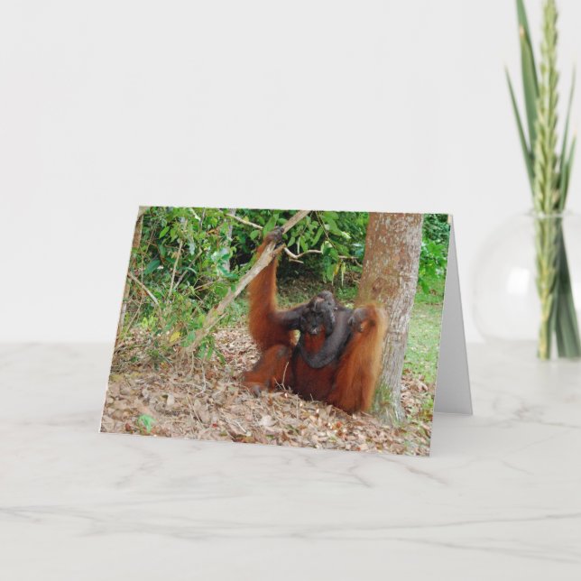 Kusasi berömd Orangutankung på lägret Leakey Kort (Framsida)