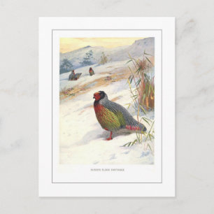 Kuser Blood Partridge Vykort