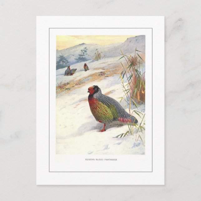 Kuser Blood Partridge Vykort (Framsida)