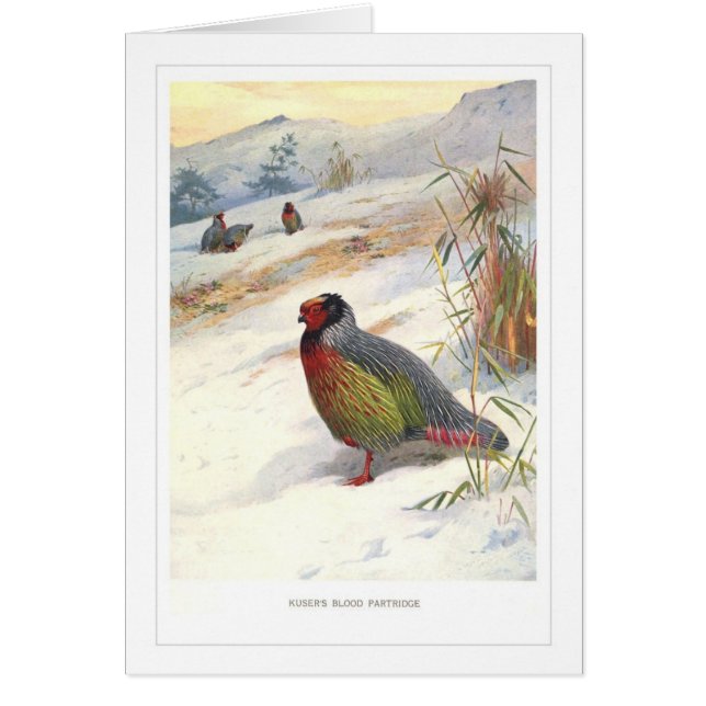 Kusers blodrapphöna; hälsningskort (Framsidan)
