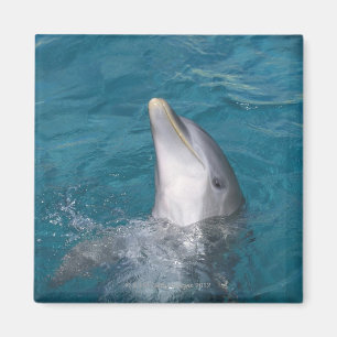 Kust- Bottlenosedelfin Magnet