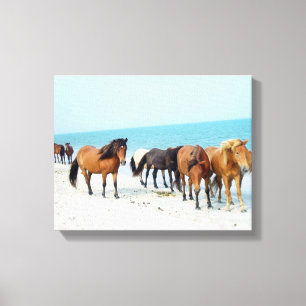 Kust Maryland för hav för hästAssateague Canvastryck