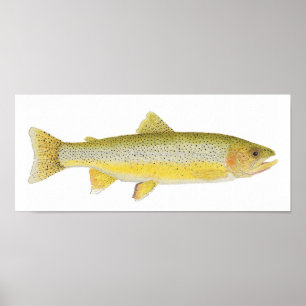 Kust- mordiskt för havsspringa poster