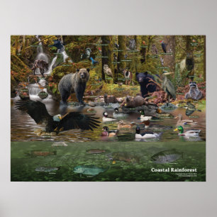 Kust- Rainforestaffisch Poster