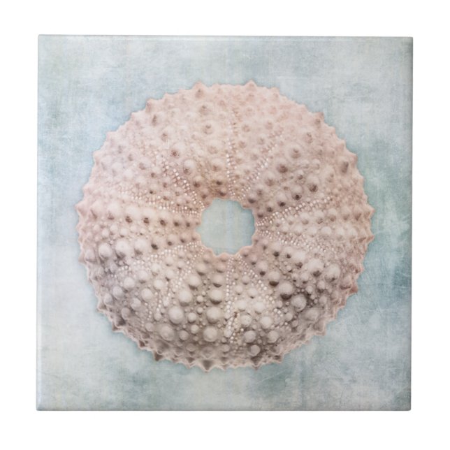 Kustblått och persiko-Cream-musslan Kakelplatta (Framsidan)