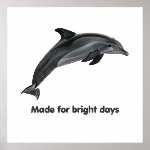 Kustdelfin Affisch