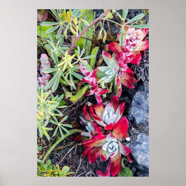 Kusten Dudleya vid Point Reyes National Seashore Poster (Framsidan)
