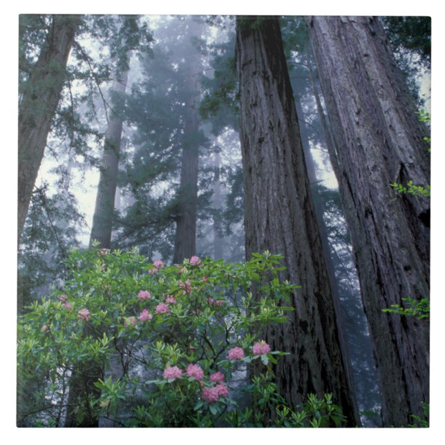 Kusten Redwood och Rhododendrons Kakelplatta (Framsidan)