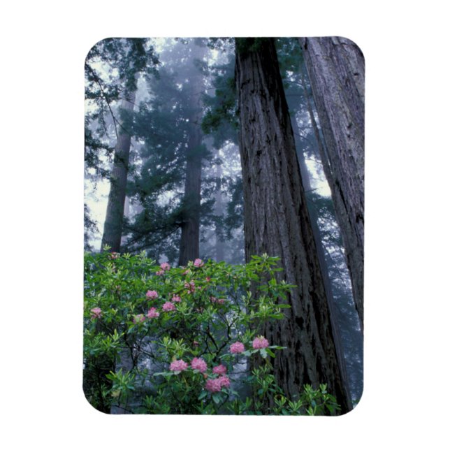 Kusten Redwood och Rhododendrons Magnet (Vertikal)