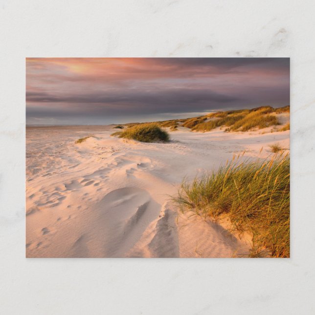 Kusten | Saltum Beach, Danmark Vykort (Framsida)