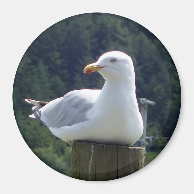 Kustfågel Vilande Måse Konstverk Cirkel Foto Magnet (Framsidan)