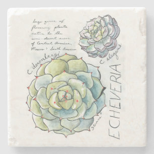 Kustfartyg för Echeveria suckulent Stenunderlägg