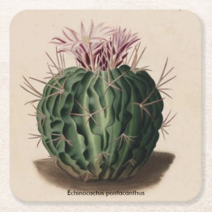 Kustfartyg för Echinocactus pentacanthuskaktus Underlägg Papper Kvadrat