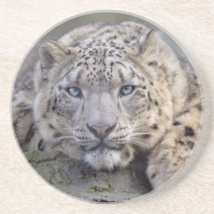 Kustfartyg för Vishnu snöLeopard Underlägg Sandsten