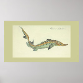 Kustfiske - vintagens fisktryck poster