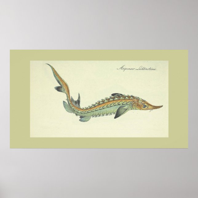 Kustfiske - vintagens fisktryck poster (Framsidan)