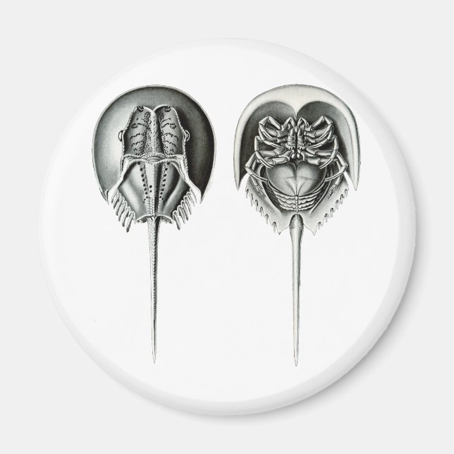 Kusthästskädda Crab Magnet (Framsidan)