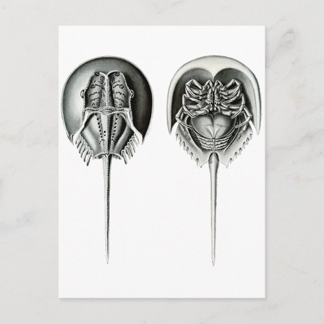 Kusthästskädda Crab Vykort (Framsida)