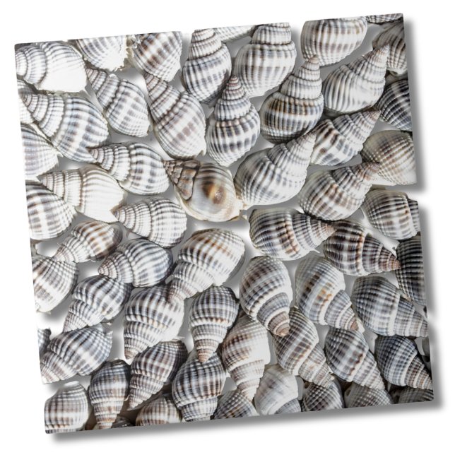 Kusthavets Snäcka Mönster Kakelplatta (Abstract Seashell Starburst Nautical Beach House Ceramic Tile)