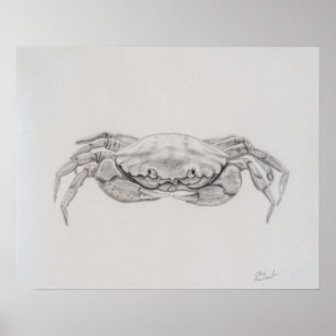 Kustkrabba Teckning Poster