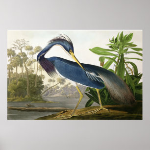 KustLark - djurlivmålare John Audubon Poster