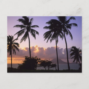 Kustlinje St. Kitts Vykort