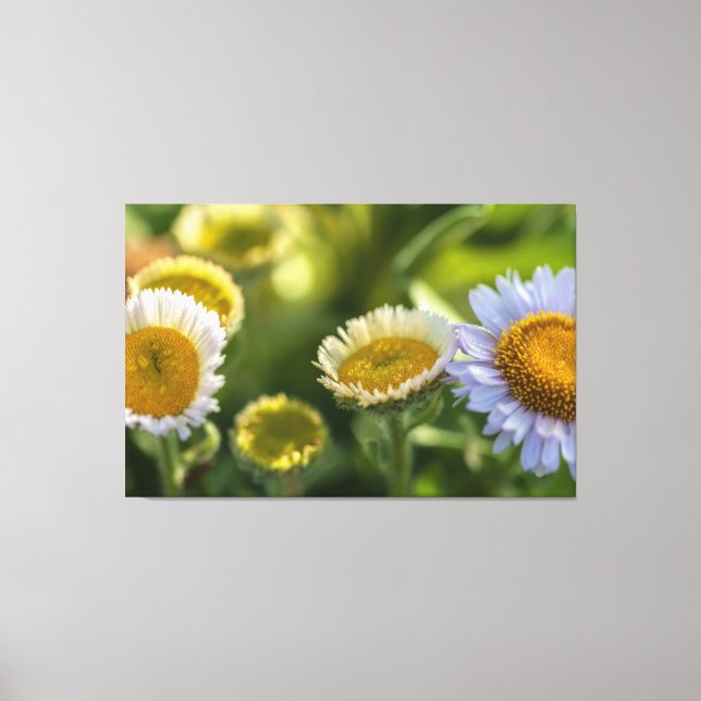 Kustnära Daisy Canvastryck (Framsida)