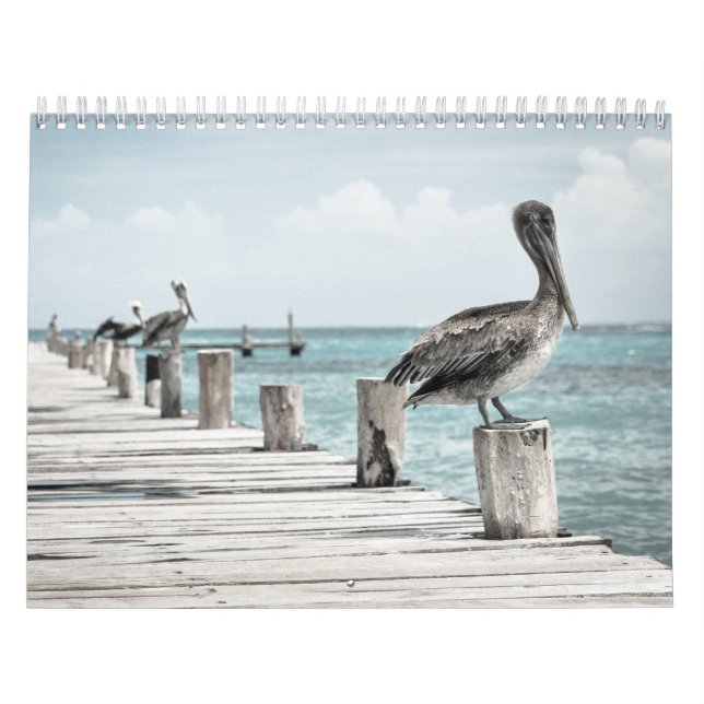 KustOceanen Pelican Kalender (Omslag)