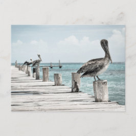 KustOceanen Pelican Vykort
