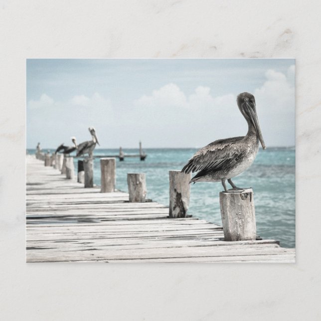KustOceanen Pelican Vykort (Framsida)