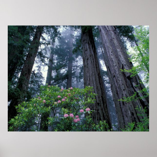 Kustredwoods och Rododendron Poster (Framsidan)