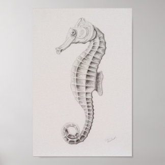 Kustsjöhästen Teckning Poster