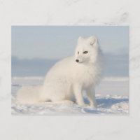 Kustslätten | Fjällräv