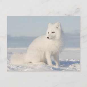 Kustslätten   Fjällräv Vykort