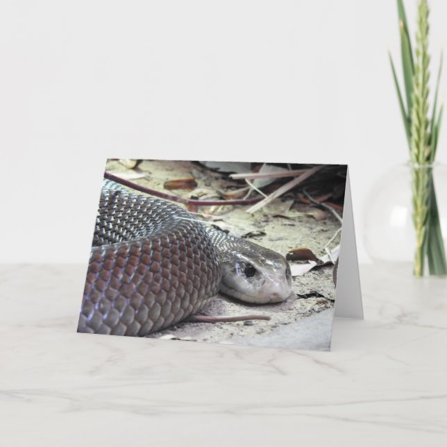 KustTaipan Kort (Framsida)