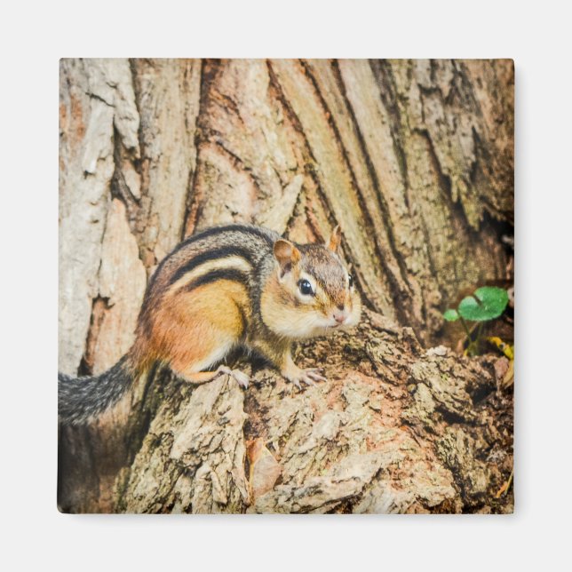 Kute Chipmunk Woodland Animals Natur Square Magnet (Framsidan)