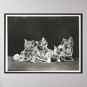 Kute Kittens snärjda i garnkonst Skriv ut Poster