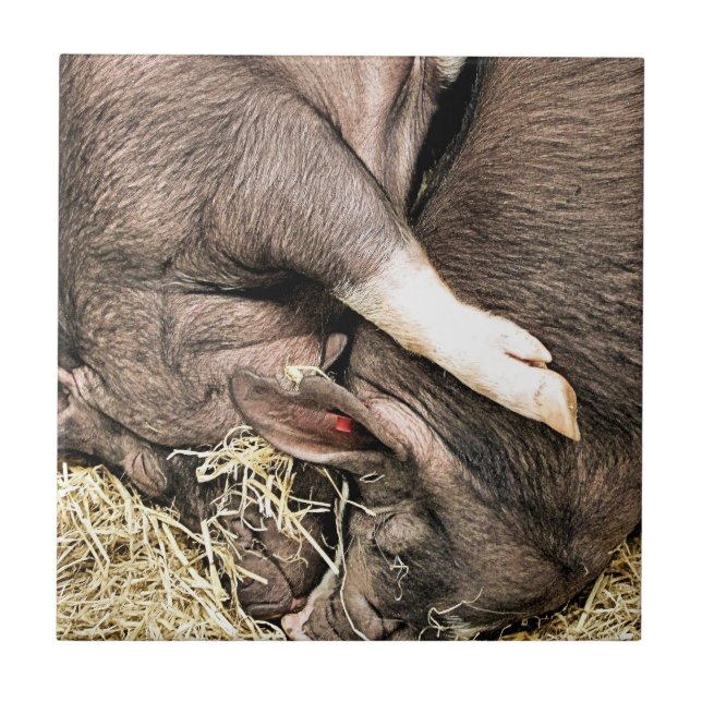 KUTE LITTLE PIGS KAKELPLATTA (Framsidan)