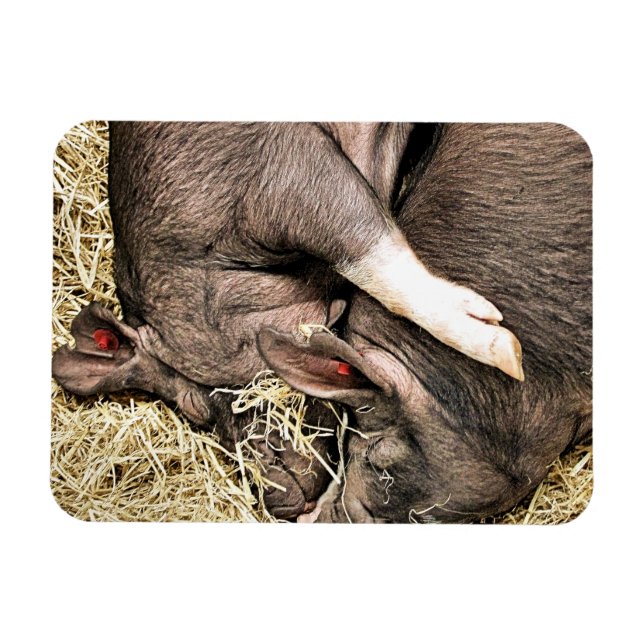KUTE LITTLE PIGS MAGNET (Horisontell)