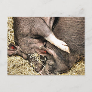 KUTE LITTLE PIGS VYKORT