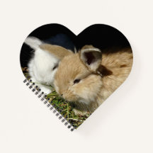 Kute, små fluffy bunnies