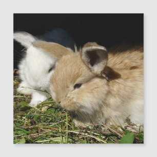 Kute, små fluffy bunnies