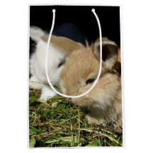 Kute, små fluffy bunnies