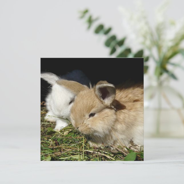 Kute, små fluffy bunnies (Stående Fram)