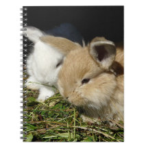 Kute, små fluffy bunnies
